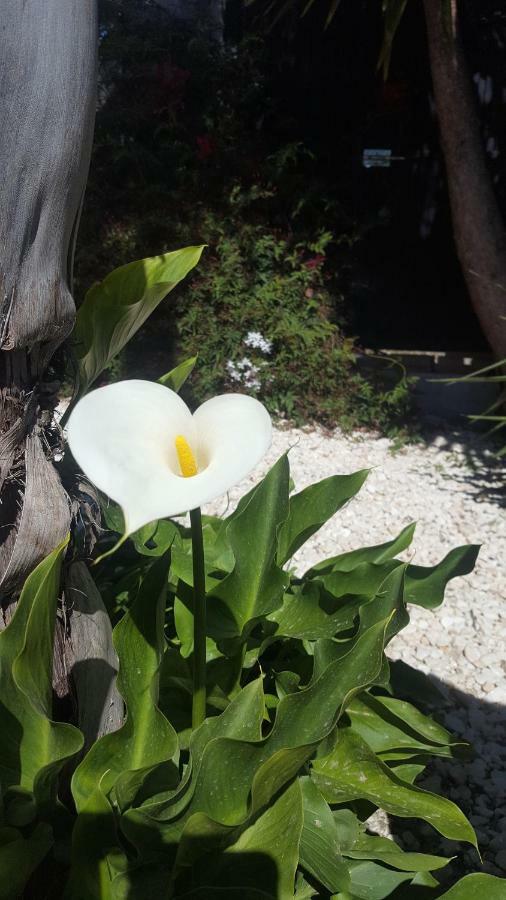 Finca Rayo Del Sol Alhaurin el Grande Ngoại thất bức ảnh
